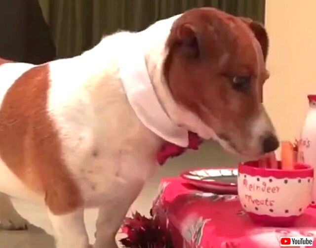 doggo3_640