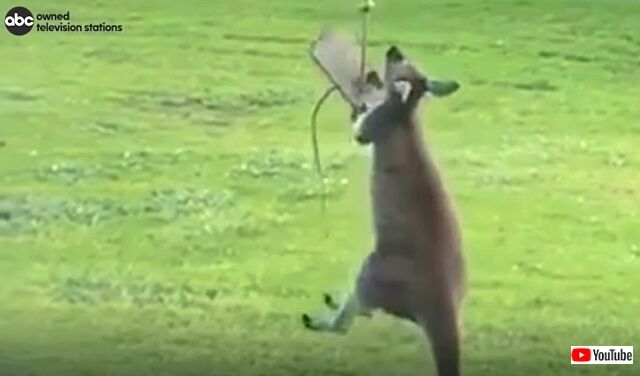 kangaroo3_640