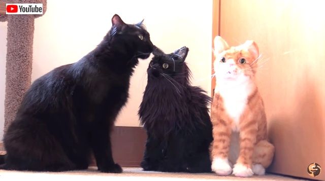 fakecats8_640