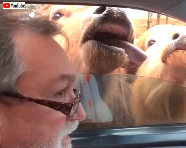 safarianimals5_640
