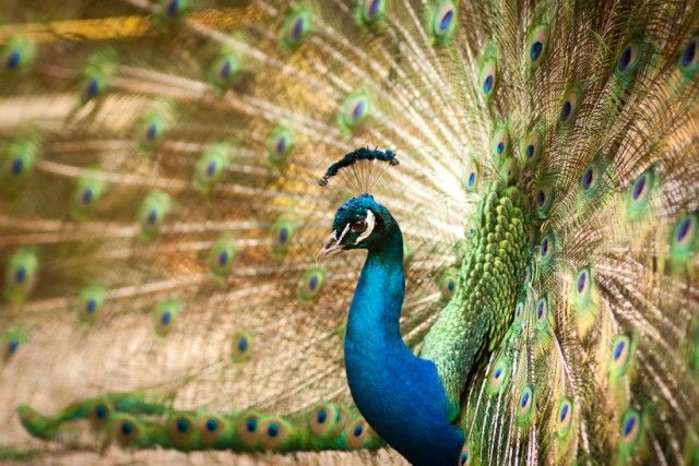 peacock-with-feathers_e