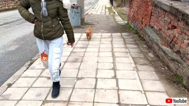 puppyfolloweushome6_640