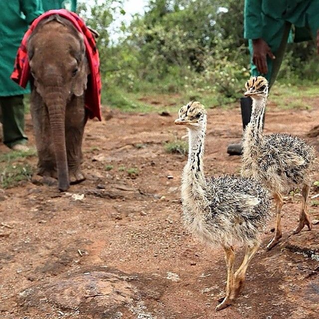 ostrich-snuggles-orphaned-elephants-1_e