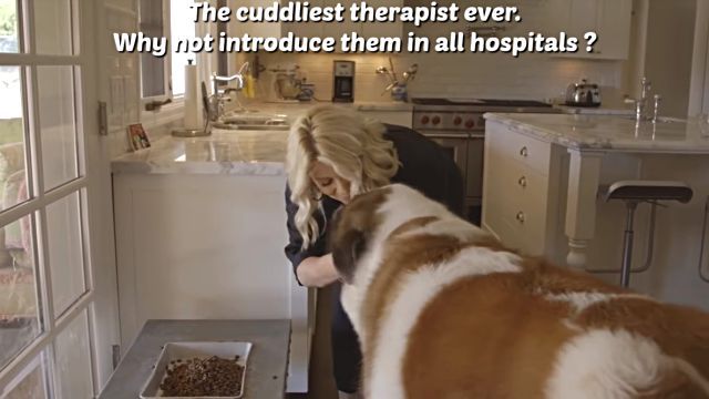 therapydog1