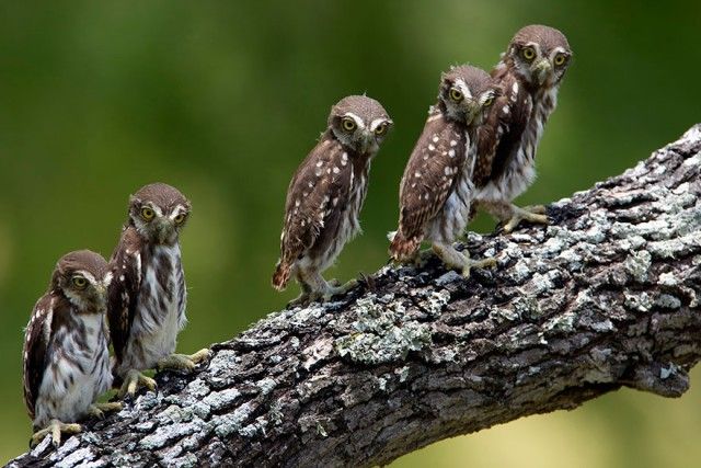 owl-photography-30__880_e