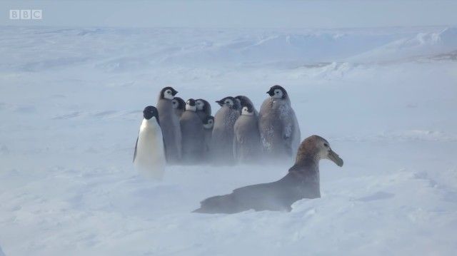 penguinchicks10_e