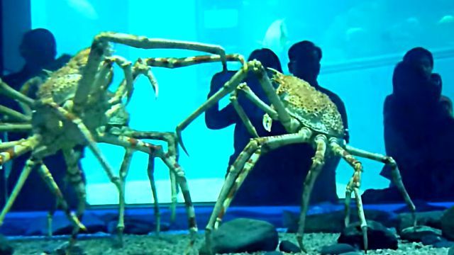 spidercrab4