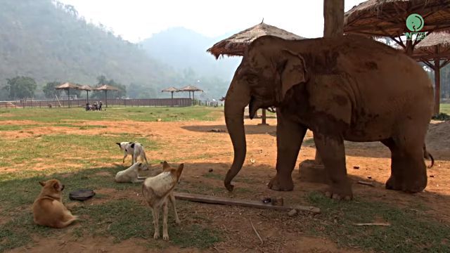 elephantndog0