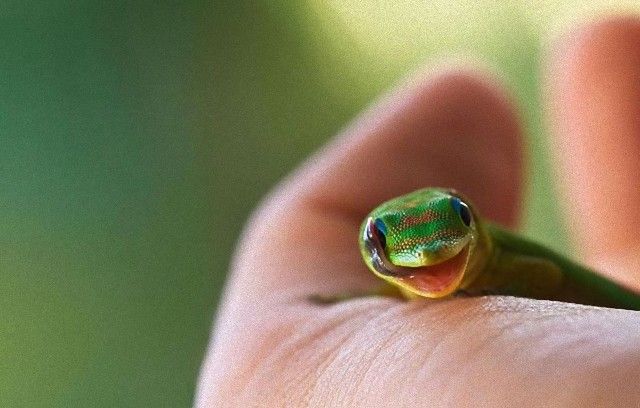 cute-reptiles-31__605_e