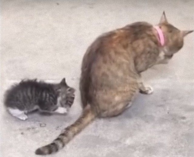 mothercats7_e