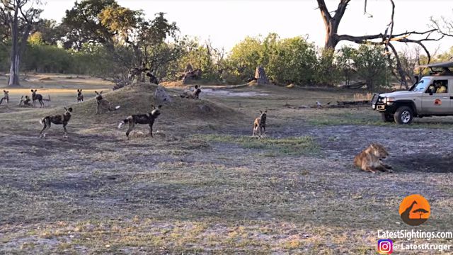 lionessnwilddogs6