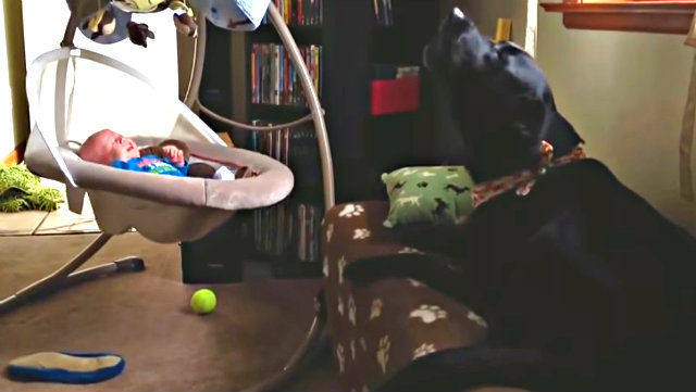 sittingdog3