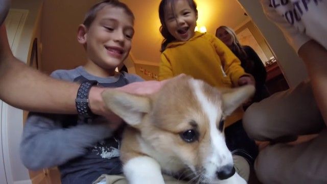 corgipuppy4_e