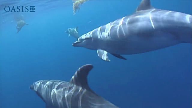 sealndolphin4