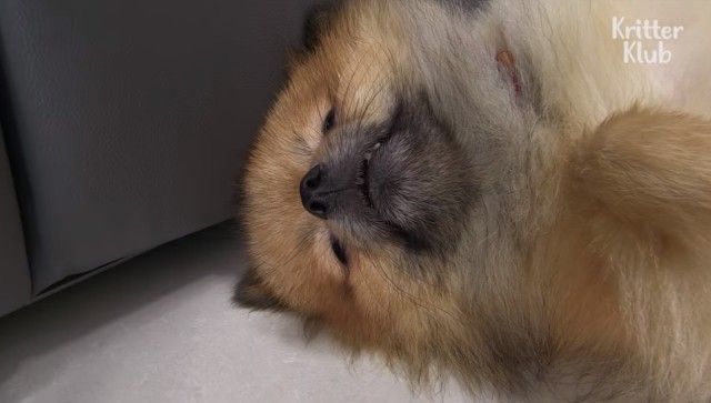 sleepydog2_e