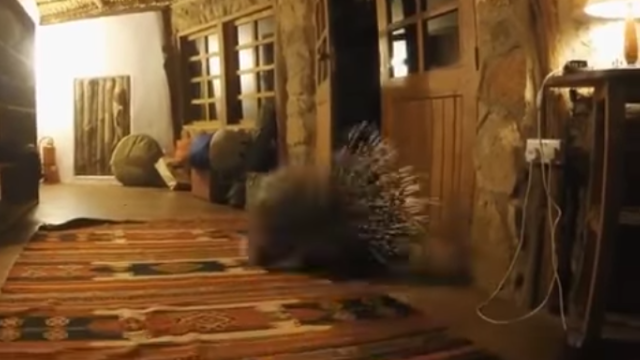 porcupine-3_e