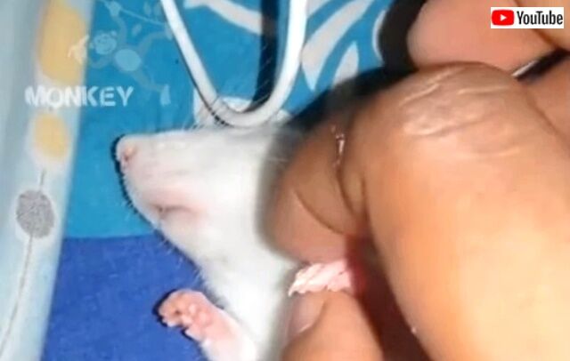 sleepymouse2_640