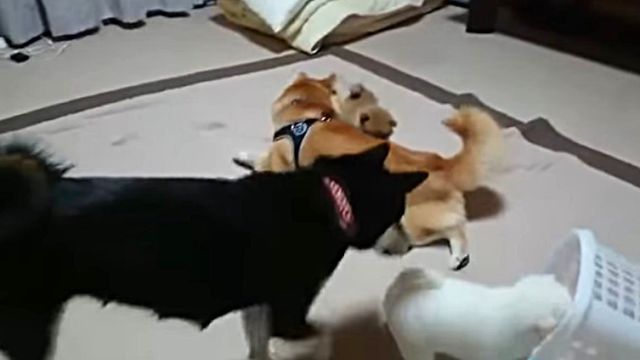 shiba2