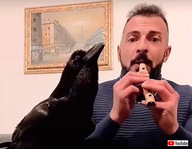 ravensings2_640