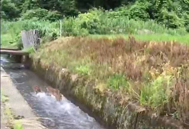 littleboarpiglets6_e