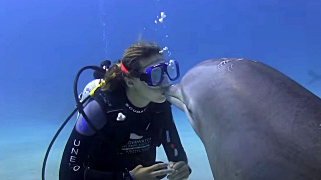 dolphinshark0