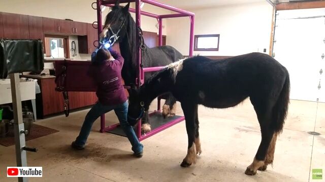 horsedentist2_640