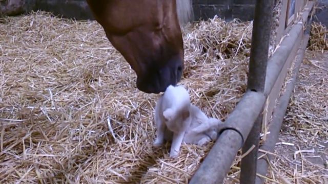 catnhorse2