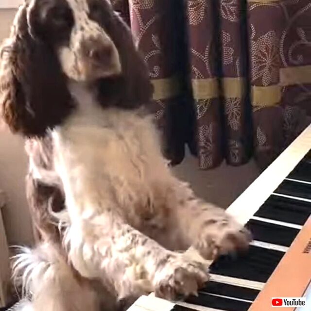dogplayspiano1_640