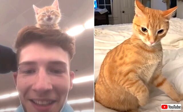 sillycats1_640