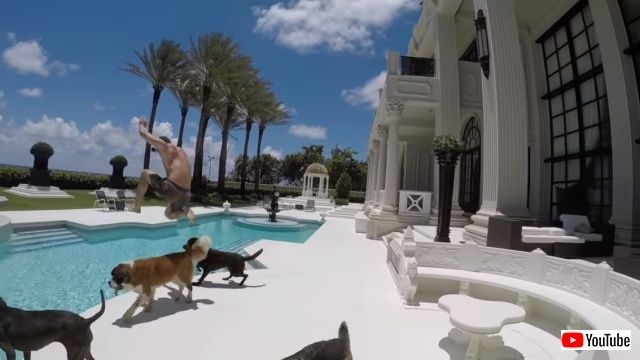 dogsnmansion3_640