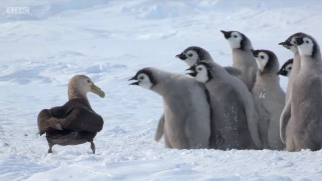 penguinchicks6_e
