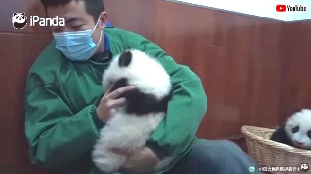 pandabegs3_640