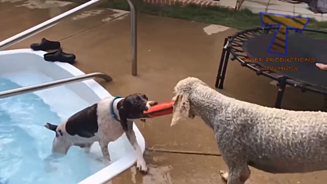 funnyanimalsinpools5