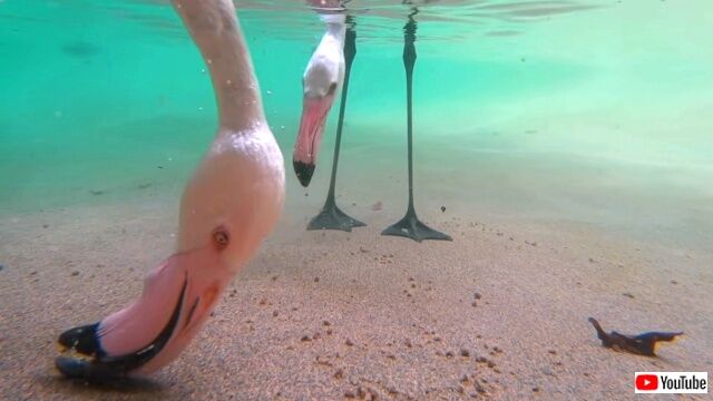 flamingo1_640