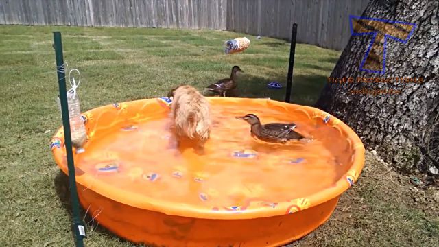 funnyanimalsinpools4
