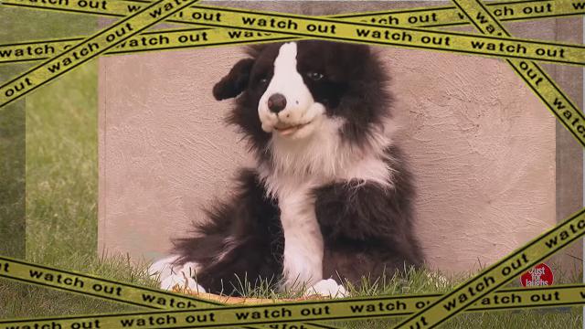 dog-f [www-frame