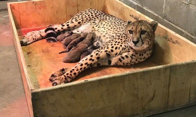 cheetah-eight-cubs-st-louis-zoo-6-5a4f6fd347221__700_e