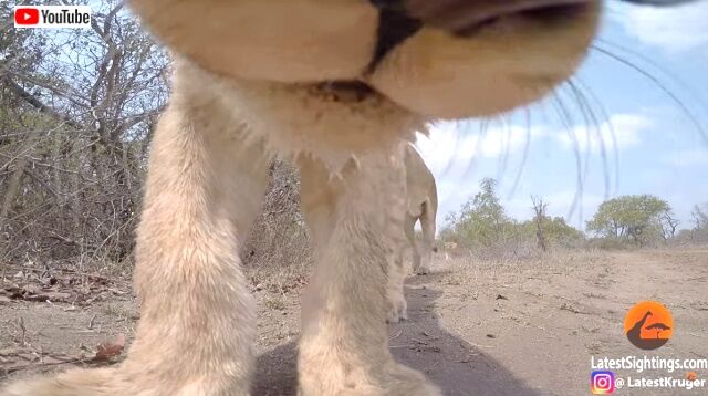 サバンナにgoproをしかけてみた結果 なんじゃこりゃ という野生動物たちの反応が撮影された カラパイア