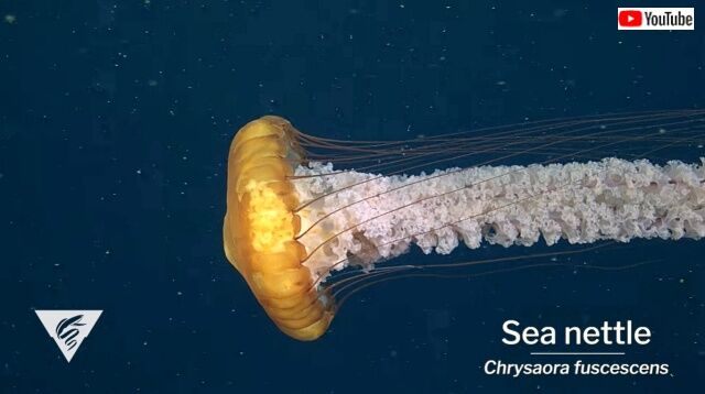 mbari2020_640