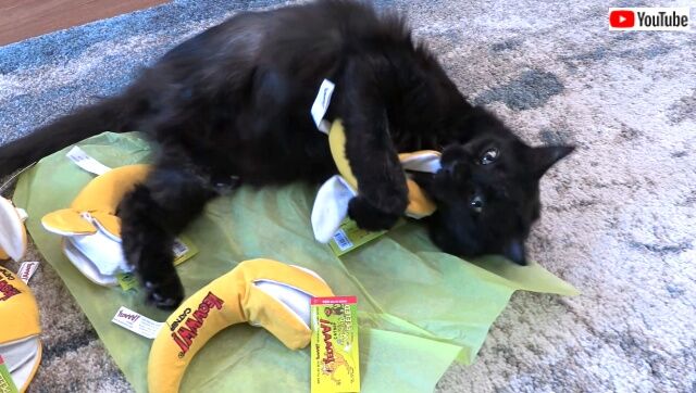 catnipbanana3_640