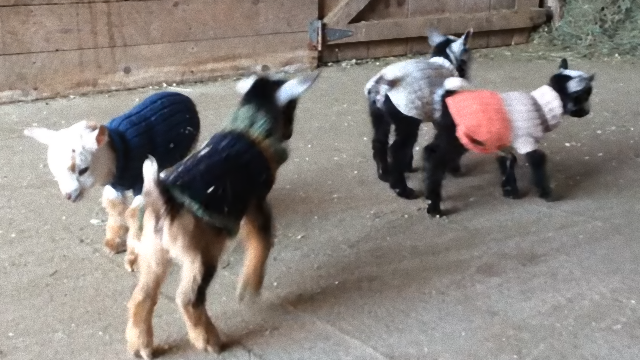goat-2_e