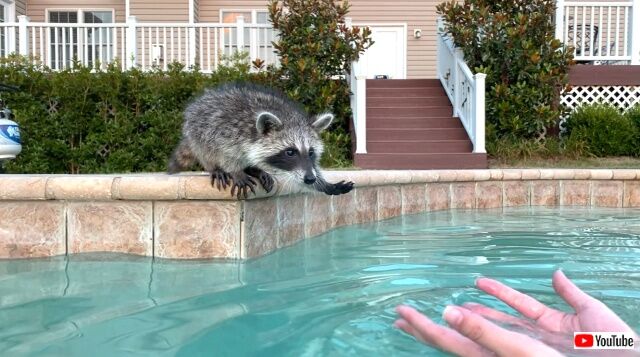 babayracoonspool4_640