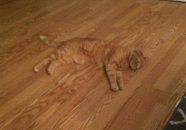 6cat ok