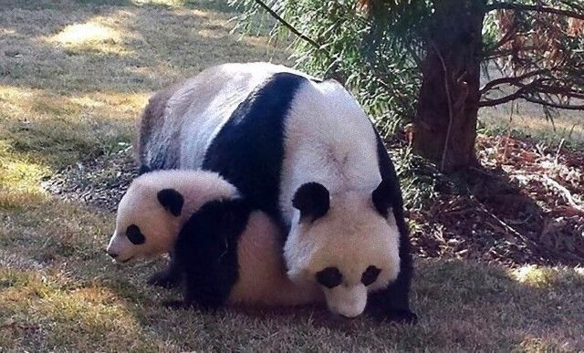 pandas11_e