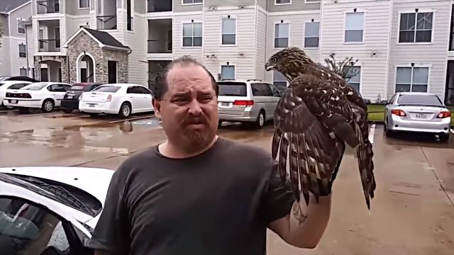 hawk4