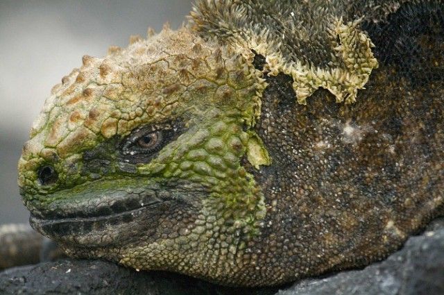 Marine-Iguana_e