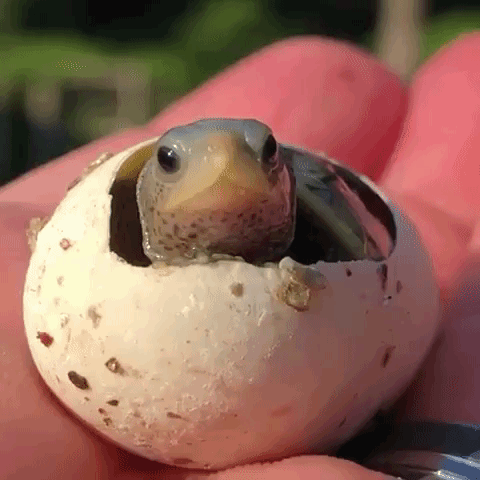 世界さん はじめまして 生まれたばかりのカメの赤ちゃん 卵の中からご挨拶 マランダー 世界さん はじめまして 生まれたばかりのカメの赤ちゃん 卵の中からご挨拶 マランダー