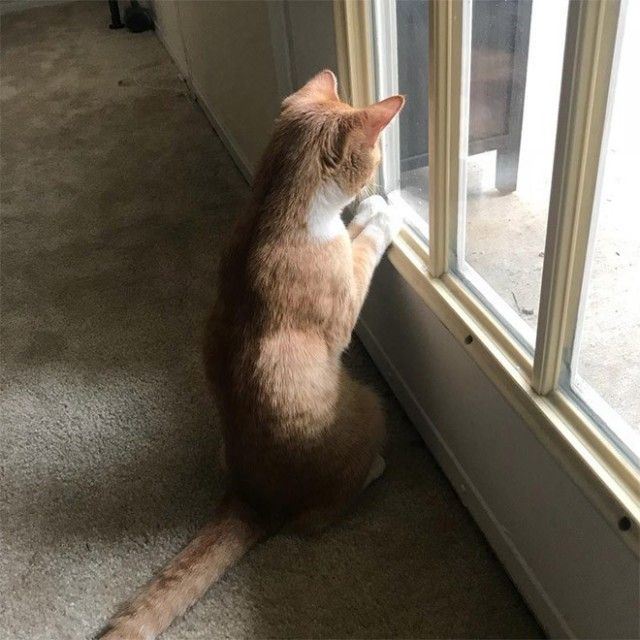 prayingcat10_e