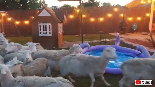sheep3_batch