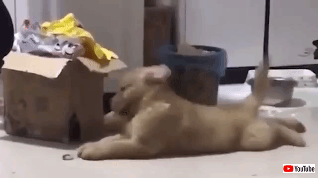 主演は犬でゲストは猫 可愛いペットたちのダンス ダンス ダンス マランダー 主演は犬でゲストは猫 可愛いペットたちのダンス ダンス ダンス マランダー